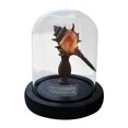 thumbnail image 1 of Wzzjkit Easy DIY Seashell Nightlight Kit Non Finished Produc, 1 of 5