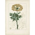 thumbnail image 3 of Turpin 18x24 Black Modern Framed Museum Art Print Titled - Antique Turpin Botanical VI, 3 of 5