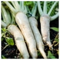 thumbnail image 4 of Everwilde Farms - 1000 Lunar White Carrot Seeds - Gold Vault Jumbo Bulk Seed Packet, 4 of 4