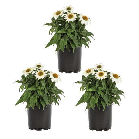 Expert Gardener 2QT White Echinacea Live Perennial Plant Sun 3-Pack