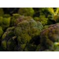 thumbnail image 2 of Calabrese Broccoli Seeds/ Annual/ Full Sun/ 9K Seeds 1 oz/Zellajake Farm and Garden - B16, 2 of 5
