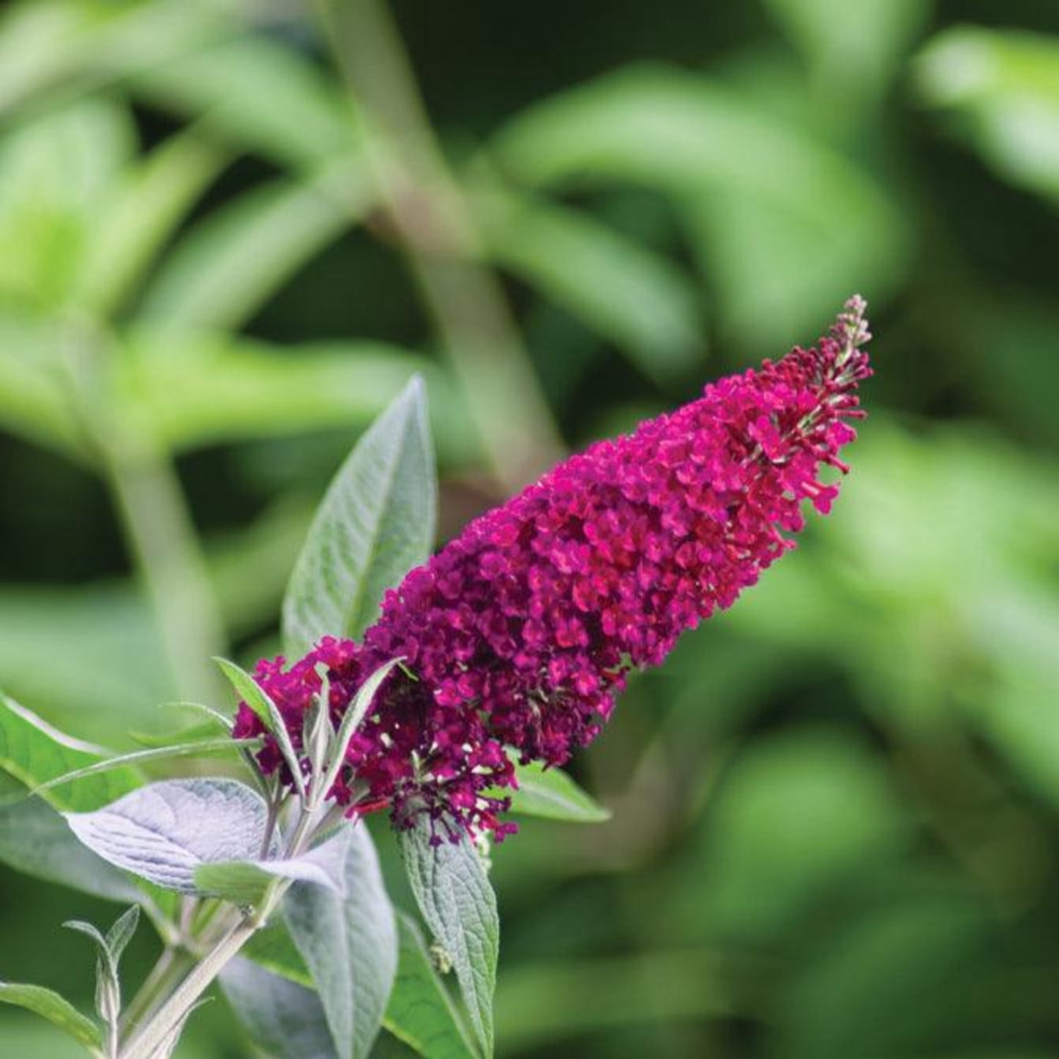 Proven Winners ColorChoice 6" Pink 'Miss Molly' Butterfly Bush Live Plant in 7.5" Pot
