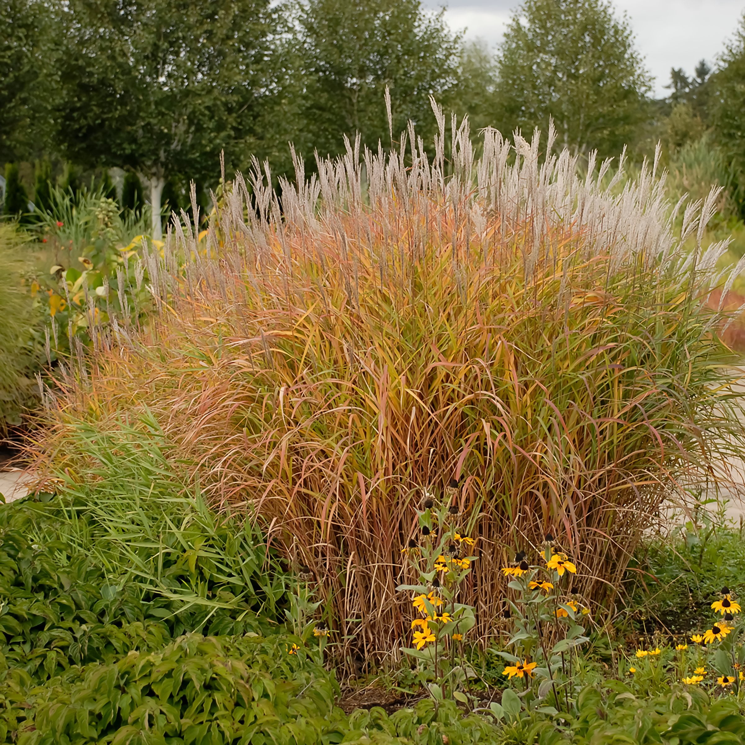 National Plant Network 4 in. Miscanthus Flame Grass Purpurascens (3-Pack)