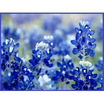 Texas Bluebonnet Wildflower Seeds for Planting - 250 Seeds - Vibrant Blue Wildflowers, Ships from Iowa, USA