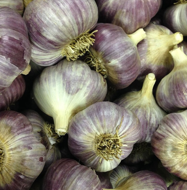 8oz Garlic Bulbs for Planting - Multi Variety Selection - Chesnok Red, Music, Italian, German, Russian