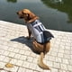 thumbnail image 4 of Tomshoo Chalecos salvavidas, Conservador de trajes de baño Agua mascota tiburón traje de baño chaleco de baño en piscina seguridad del agua en traje de baño Siuke Zdhf Pet Sty traje de baño, 4 of 8