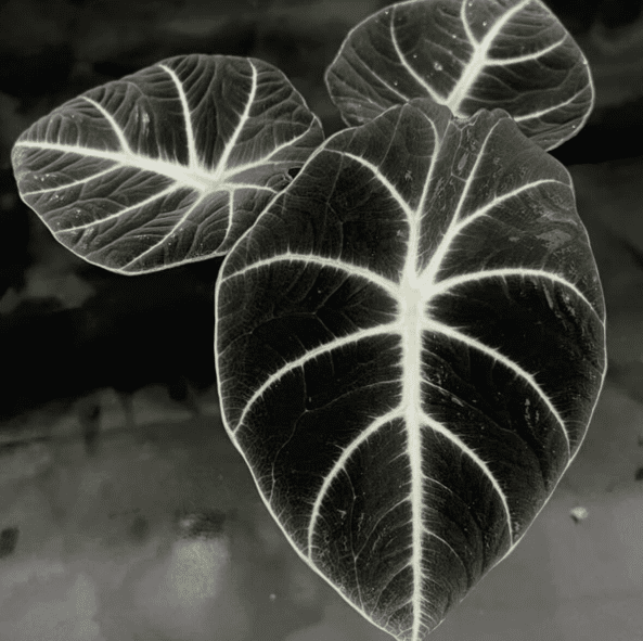 Alocasia Black Velvet Plant 4-6 Inch Tall, Velvet Dark Leaves, Rare Aesthetic Indoor Plant Decor