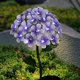 thumbnail image 1 of ERQVHQV Solar Hydrangea Garden Stake - Luz solar en forma de hortensia - Luces solares para exteriores - Impermeable - Luces LED con energía solar oso de fresa Electrónica, 1 of 5