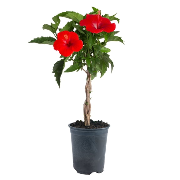 Island Blooms Hibiscus 42" Live Outdoor Plant in 10" Grower Pot