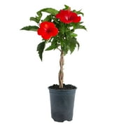 Island Blooms by Costa Farms 42" Tall Hibiscus, Direct Sunlight, Live Flowering Outdoor Plant