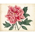 thumbnail image 2 of Curtis 32x26 Gold Ornate Wood Framed with Double Matting Museum Art Print Titled - Peony Garden I, 2 of 4