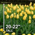 thumbnail image 4 of Garden State Bulb Darwin Hybrid Yellow Impression Tulip Flower Bulbs, 12/+ cm (Bag of 25), 4 of 8