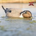 thumbnail image 6 of Avian-X Power Shaker Pintail Motion Duck Decoy Floating Surface Feeder, Multicolor, 6 of 12