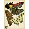 thumbnail image 3 of Vintage Apple Collection 18x24 Black Modern Framed Museum Art Print Titled - Papillons_12, 3 of 5