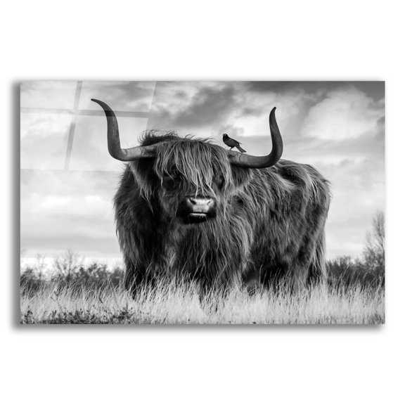 Epic Art 'A Bull' by Ata Alishahi, Acrylic Glass Wall Art, 24"x16"