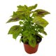thumbnail image 1 of planta coleo 5 pg, 1 of 5