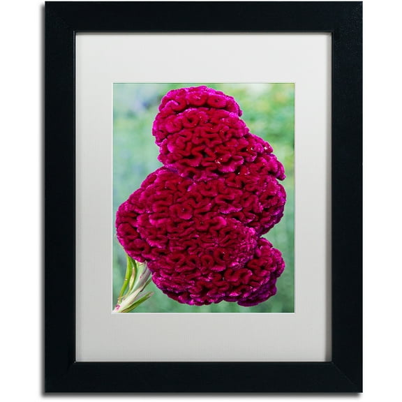Trademark Fine Art "Coxcomb Flower" Canvas Art by Kurt Shaffer, White Matte, Black Frame