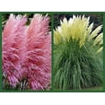 thumbnail image 3 of CZ Grain Giant Pink Pampas Grass Seeds, 500 Seeds, Ornamental Landscape Grass, 3 of 4