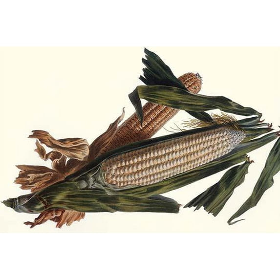 Corn-Fine Art Canvas Print (20" x 30")