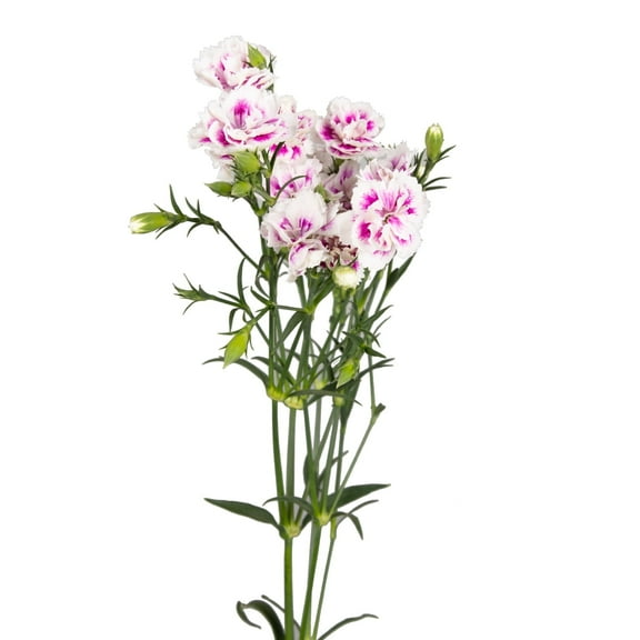 Bloomingmore - Rafines Thia Fresh Flowers, 300 Stems