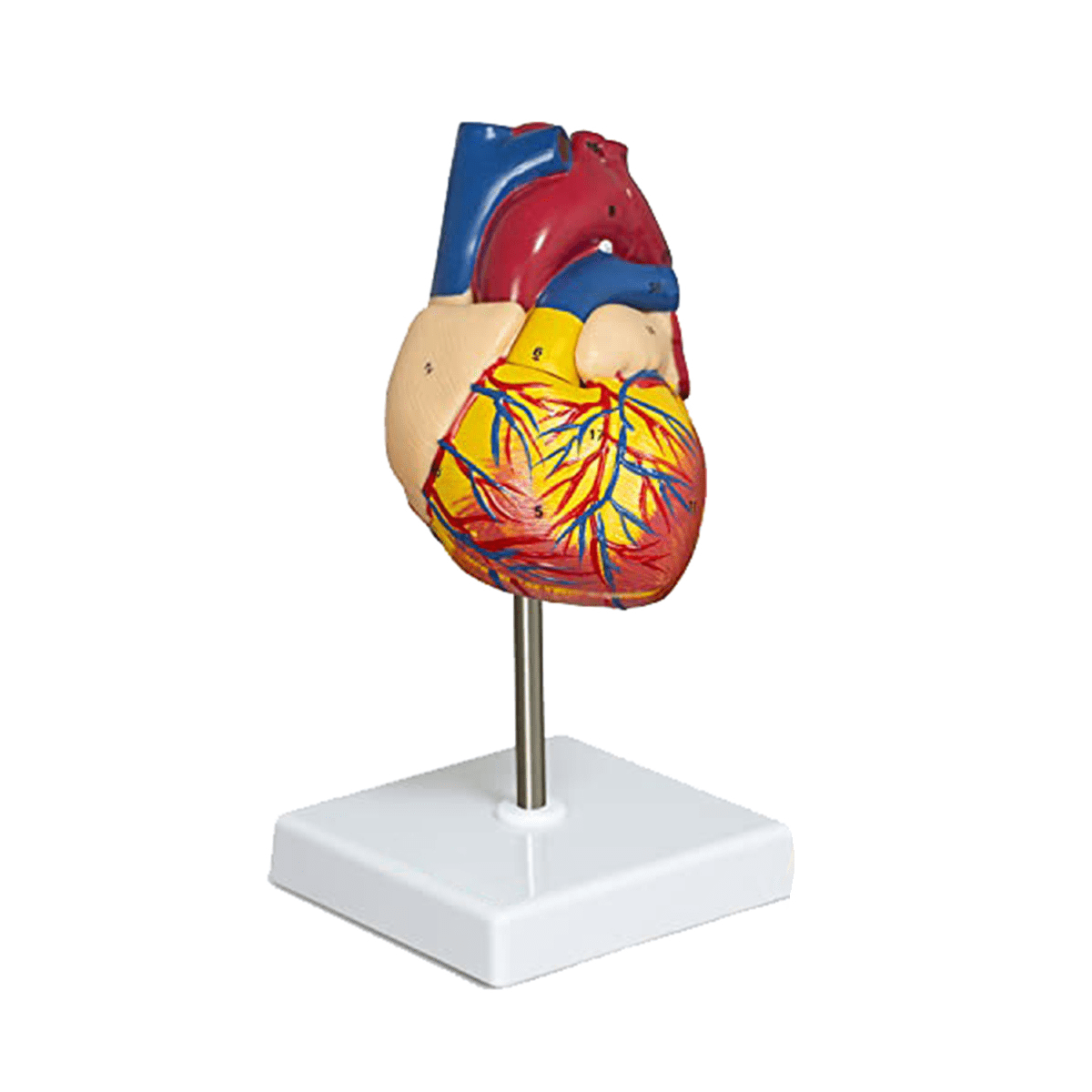 Heart Model, 2Part Deluxe LifeSize Human Heart Model Anatomy with 34