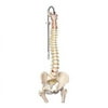 American 3B Scientific BBB104 Classic Flexible Spine