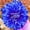 C, variant on Dahlia, Low Maintenance - Easy Grow - Ideal for Beds Borders, Plant Pots & Planters