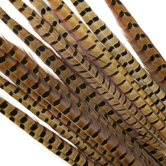 ZUCKER® 10 PC/PKG RINGNECK PHEASANT TAILS 20-24" - NATURAL