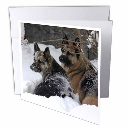 3dRose German Shepherds Best Friends, Greeting Cards, 6 x 6 inches, set of