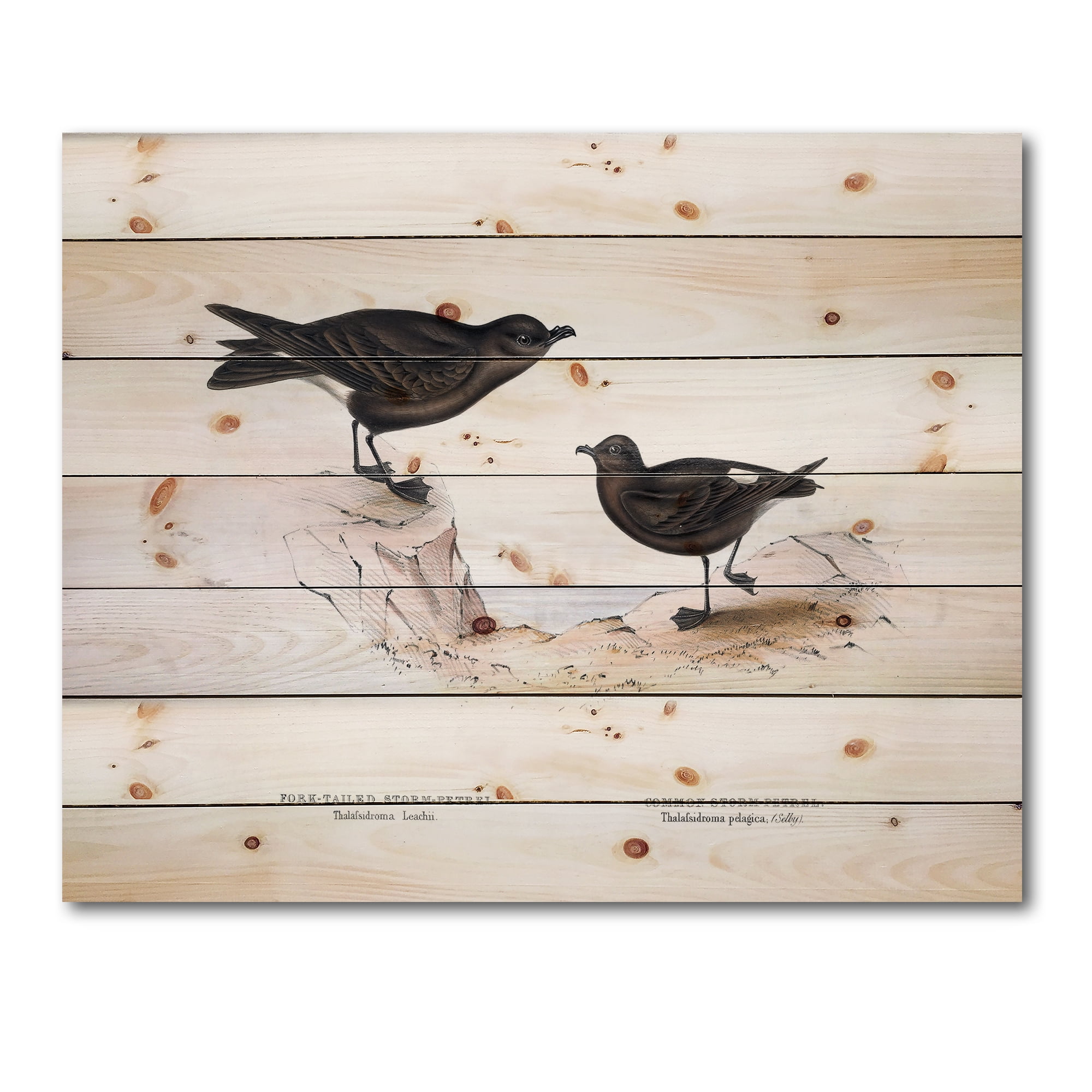 Designart 'Ancient Bird Of Europe III' Traditional Print on Natural Pine Wood