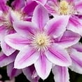 thumbnail image 3 of Clematis Candy Stripe - 2 Live Starter Plants in 2 Inch Growers Pots - Starter Plants Ready for The Garden - Rare Clematis for Collectors, 3 of 7