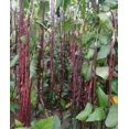 thumbnail image 3 of HJADGG Graines de Haricot Rouges à la Verge, 100 Graines, Légume Pôle de Haricot Productif, Héritage, 3 of 3