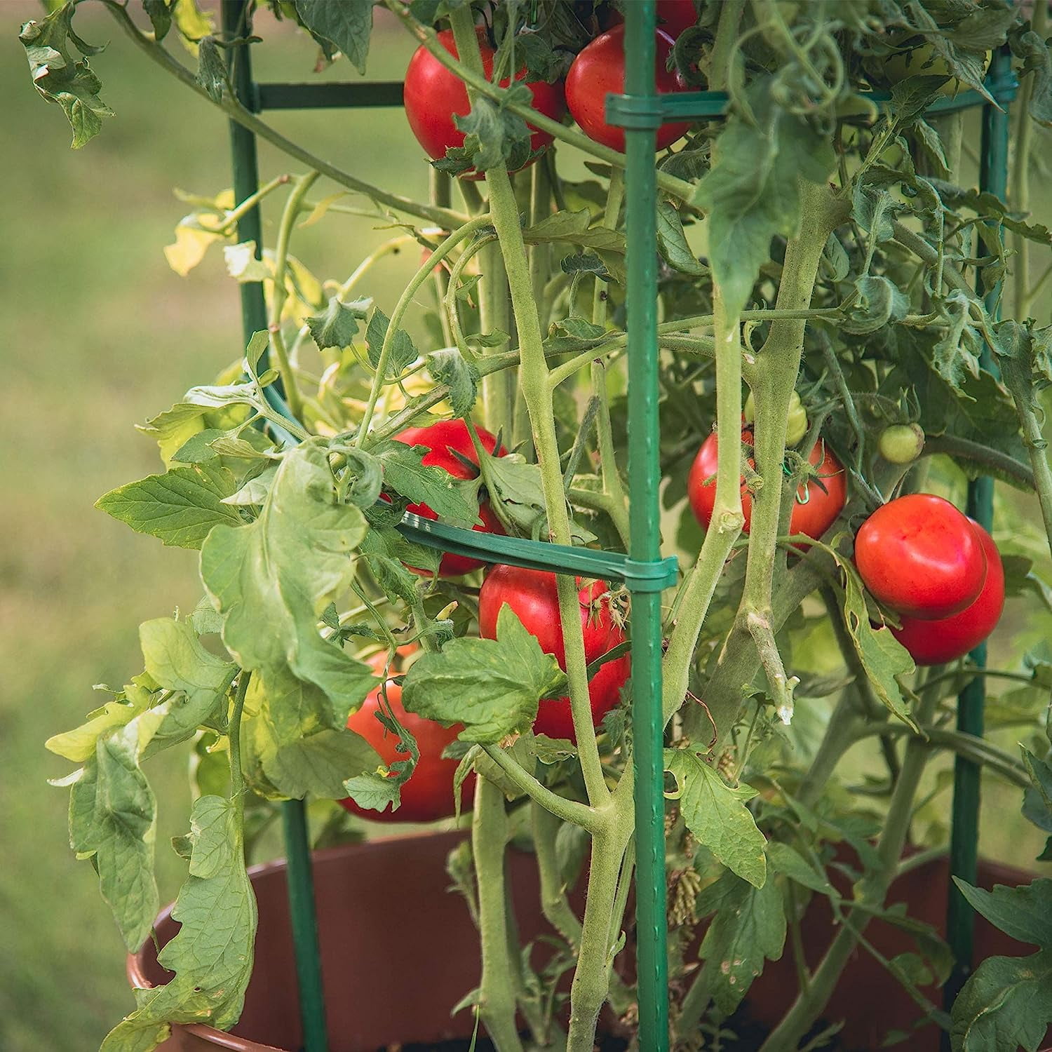 Gardeners Blue Ribon TMC3PACK 5 ft. Sturdy Ultomato Tomato Cage - Pack of 3