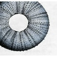 thumbnail image 3 of Lewis, Sheldon 21x20 Black Modern Framed Museum Art Print Titled - Urchin Shell 1, 3 of 5