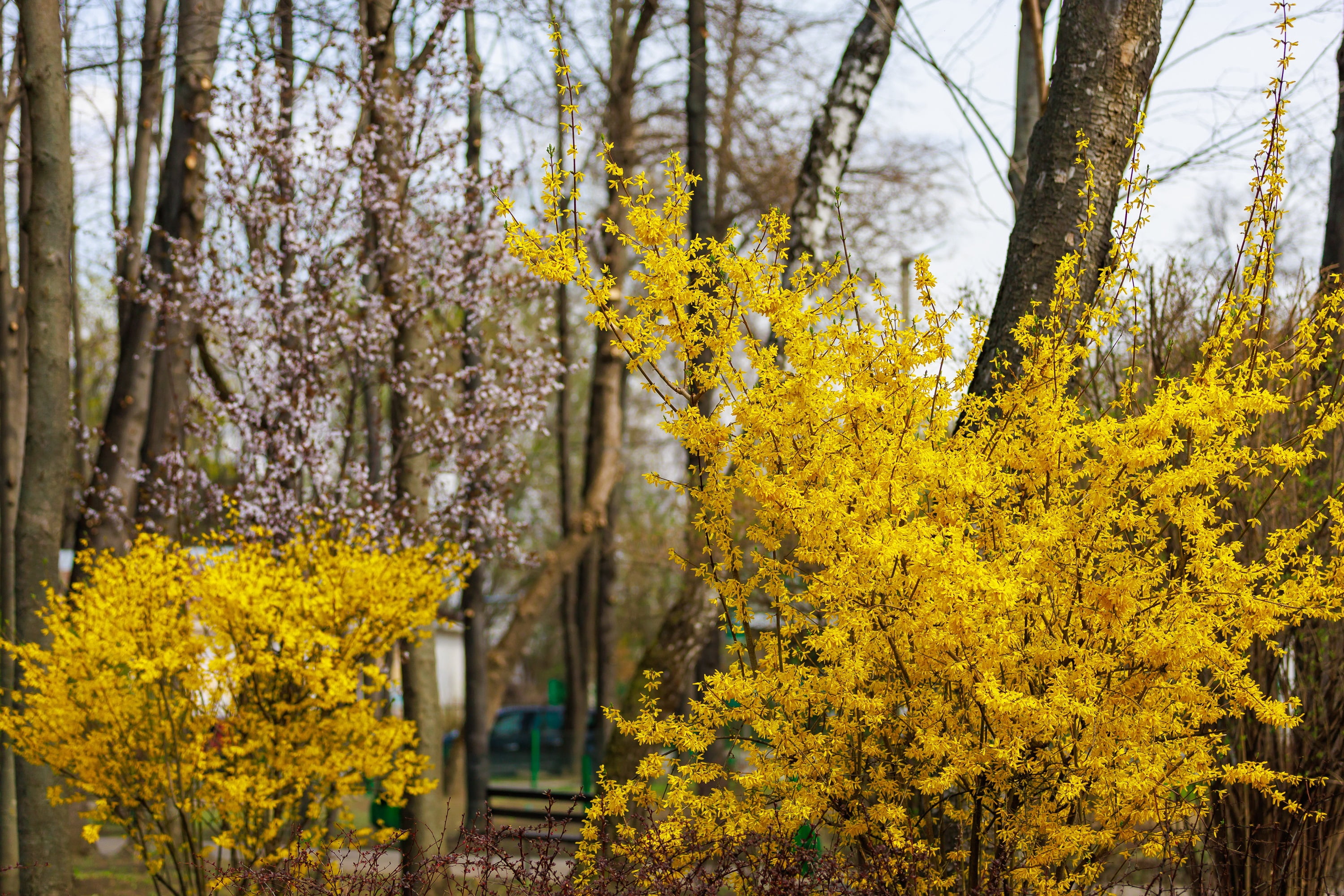 Pennington Forsythia Lynwood Gold Flowering Live Shrub in 1-Gallon Grower Pot