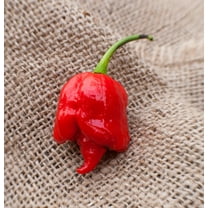 Sherwood's Seeds Trinidad Moruga Scorpion Pepper Seeds