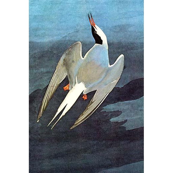 Arctic Tern-Fine art canvas print (20" x 30")