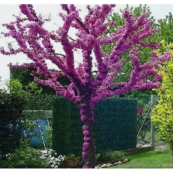 Judas Tree Seeds for Planting - 30 Seeds - Flowering Tree Prized for Yard, Garden or as Bonsai