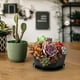 thumbnail image 1 of Maceta grande de resina con base | Diámetro de 20 cm | Maceta de plástico grueso para plantas de interior y exterior | Diseño de imitación cerámica | Incluye maceta y base, 1 of 4