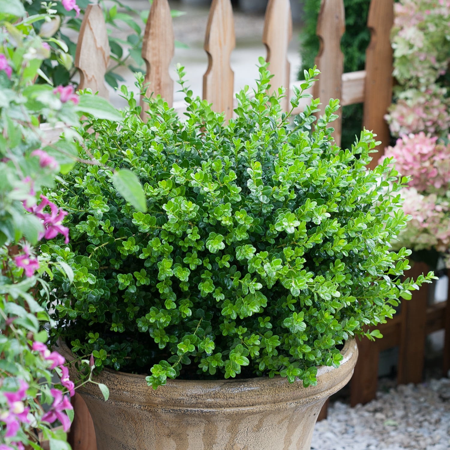 Proven Winners ColorChoice 6" Sprinter Boxwood Live Plant in 7.5" Pot
