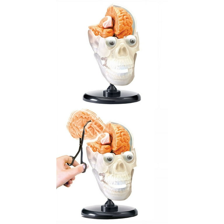 SmartLab The Amazing Squishy Brain