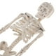 thumbnail image 2 of KAKOWELY 6 piezas de esqueleto falso para Halloween, pequeños esqueletos, modelos de huesos del cuerpo humano, 2 of 4