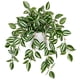 thumbnail image 1 of Planta Artificial en Maceta de Seda Briful 41 cm Peperomia de Sandía, 1 of 5