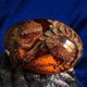 thumbnail image 4 of Muyoka Huevo de dragón de lava Adornos de huevo de dinosaurio Cristal transparente Huevo de dragón Escultura Resina Artesanía Estatua Recuerdo Escritorio Adorno Colección Hogar Oficina Decoración Exqu Muyoka Hogar, 4 of 4