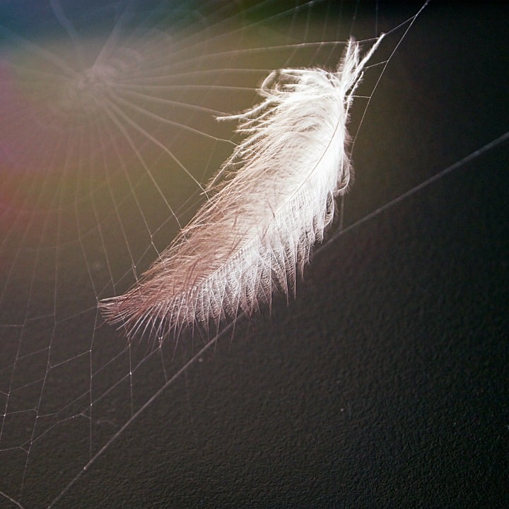 Peel-n-Stick Poster of Spiderweb Spder Web Web Cobweb Stuck ...