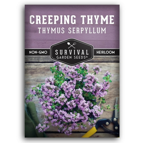 Creeping Thyme Seeds - Ground Cover - Non-GMO Heirloom Perennial Full Sun Herb - 1 Pack