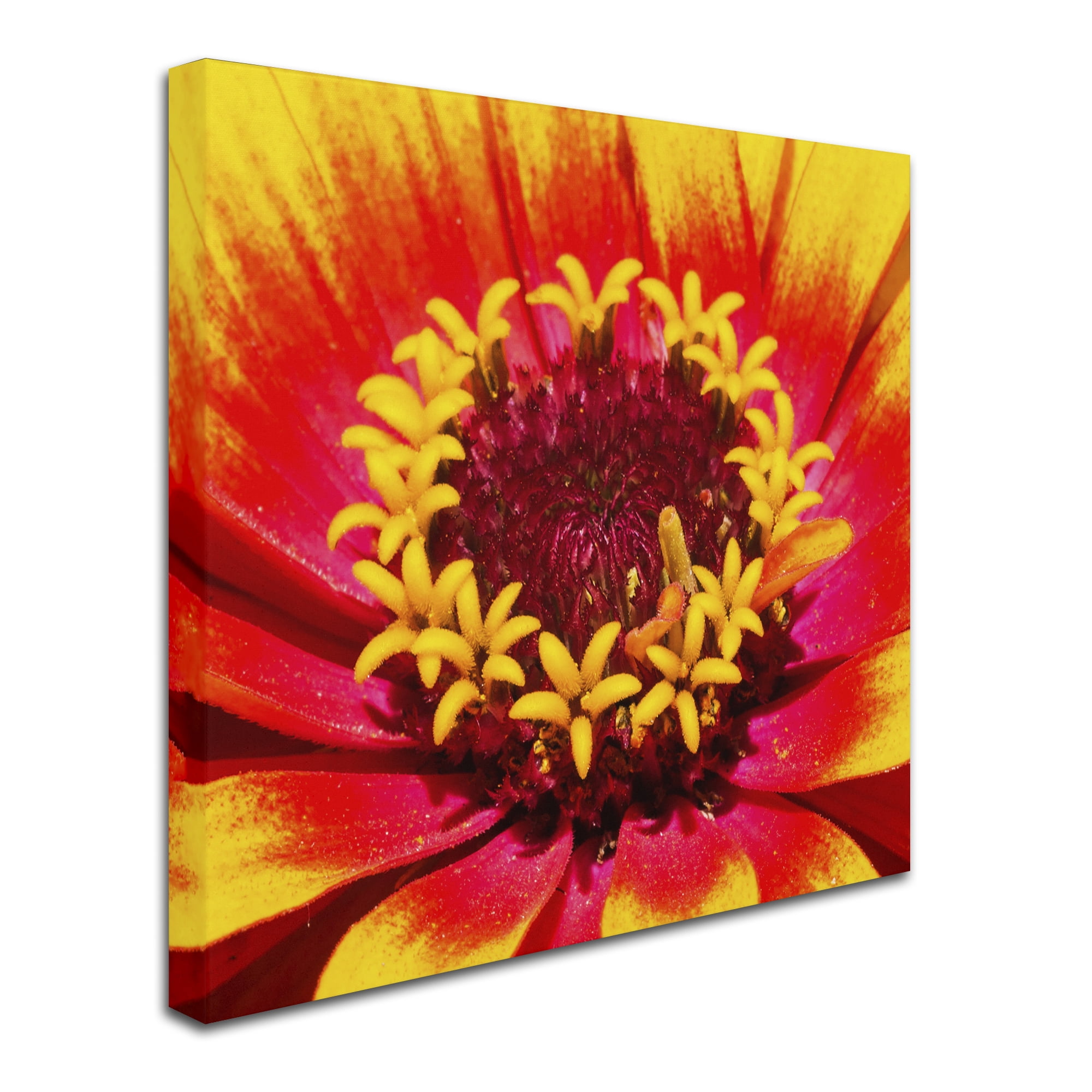 Trademark Fine Art "Floral Mass Coronal Ejection" Canvas Art by Kurt Shaffer