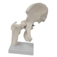 thumbnail image 1 of Modelo de articulación de cadera humana, , material didáctico profesional para demostraciones, accesorios para consultorios quiroprácticos y, 1 of 8