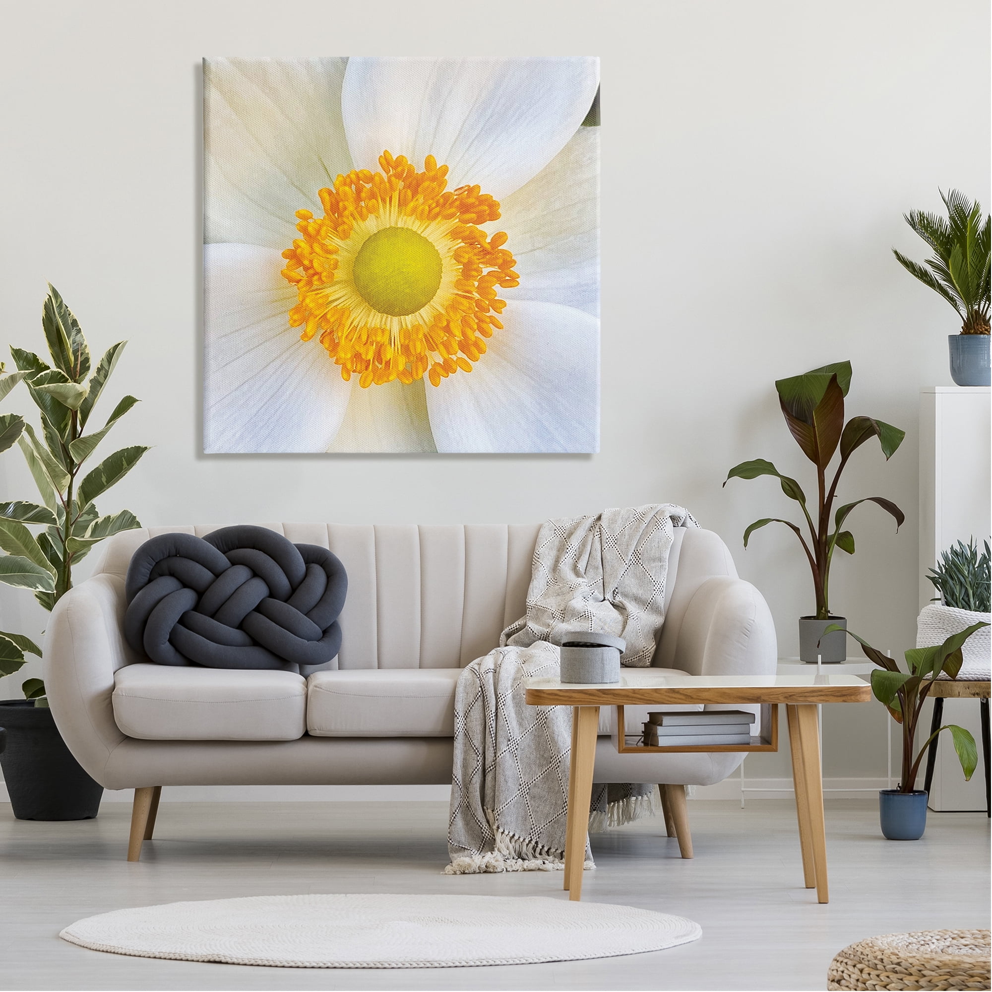 Stupell Industries White Flower Close Up Botanical & Floral Photography Gallery Wrapped Canvas Art Print Wall Art, 36 x 36