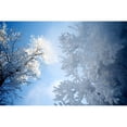 thumbnail image 2 of Posterazzi DPI1847296 Assiniboine Park Winnipeg Manitoba Canada - Low Angle View of Snow-Covered Trees Poster Print, 19 x 12, 2 of 4